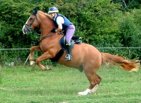 The big Ginger Horse far too keen to get over a jump which is miles out of the picture!