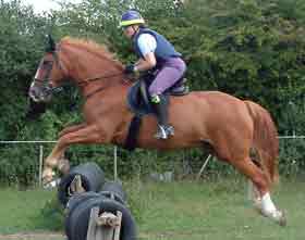 Ginger Horse Jumping